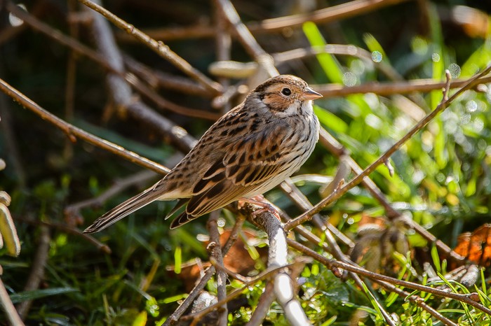Little Bunting