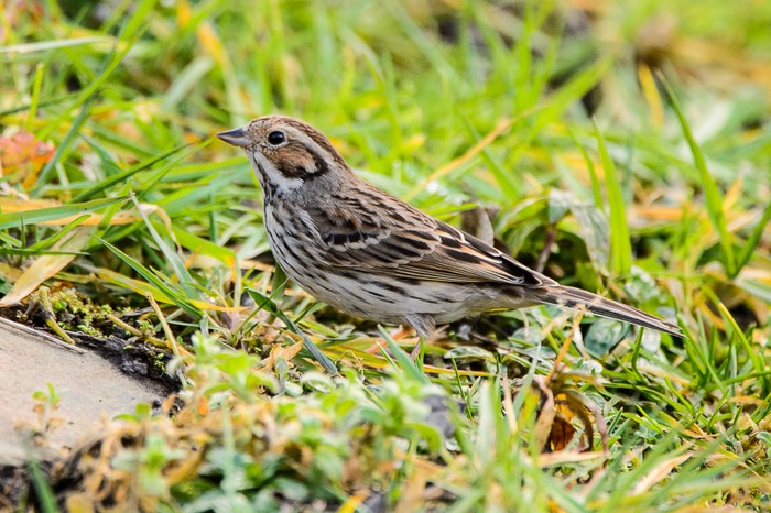 Little Bunting