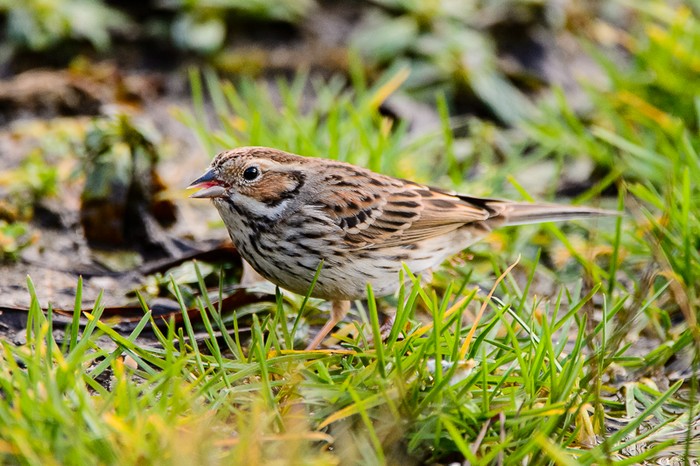 Little Bunting