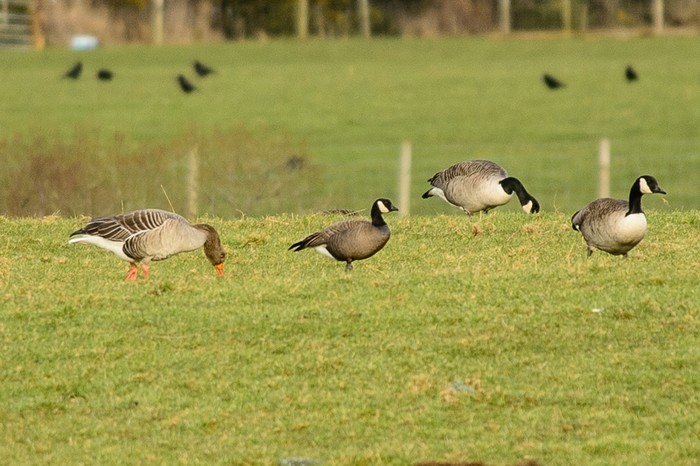 Ridgway's Cackling Goose