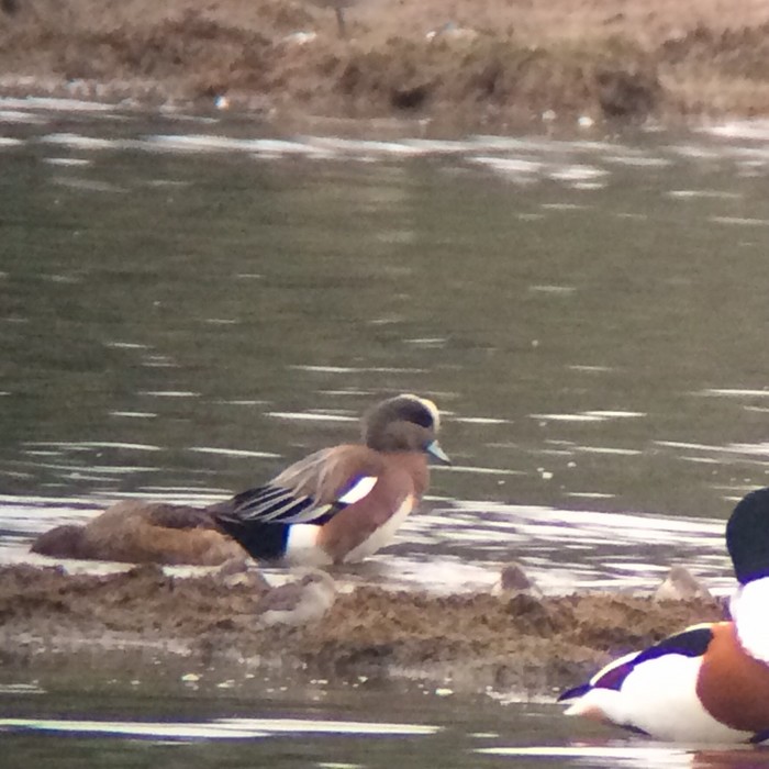 American Wigeon