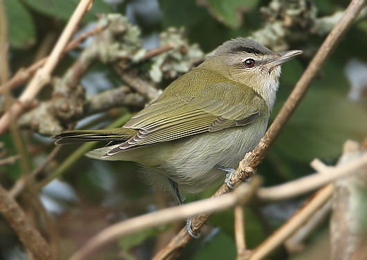Red-eyed Vireo
