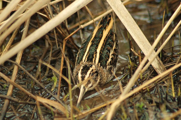 Jack Snipe