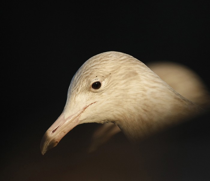Glaucous Gull