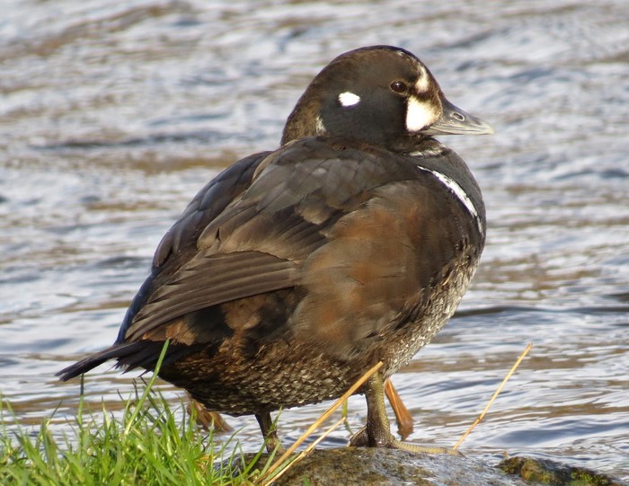 Harlequin Duck