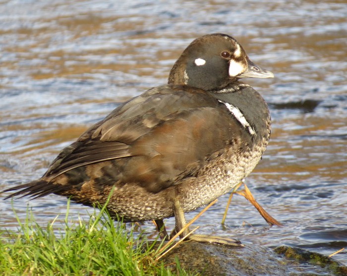 Harlequin Duck