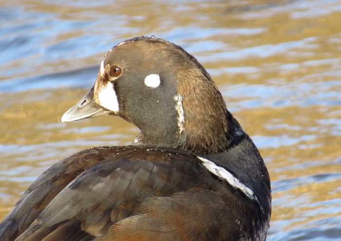 Harlequin Duck