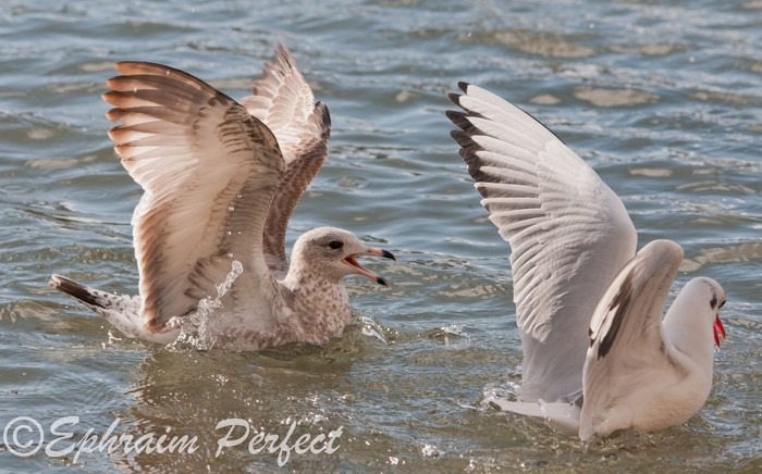 Ring-billed Gull