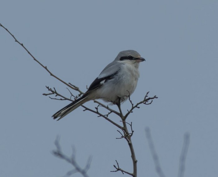 Great Grey Shrike