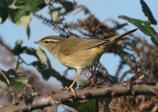 Radde's Warbler