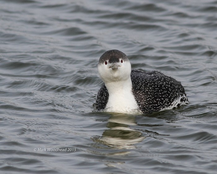 Red-throated Diver