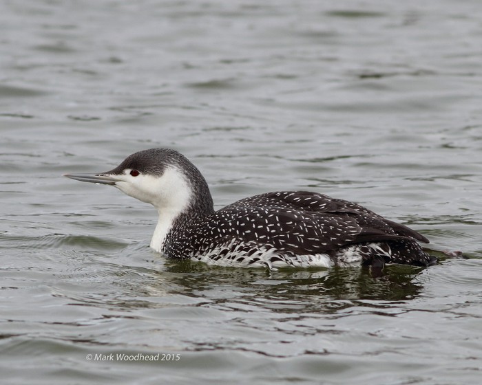 Red-throated Diver