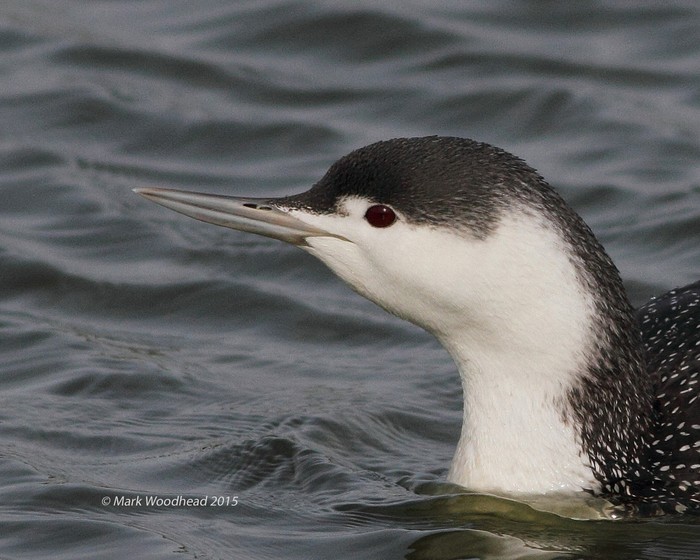 Red-throated Diver