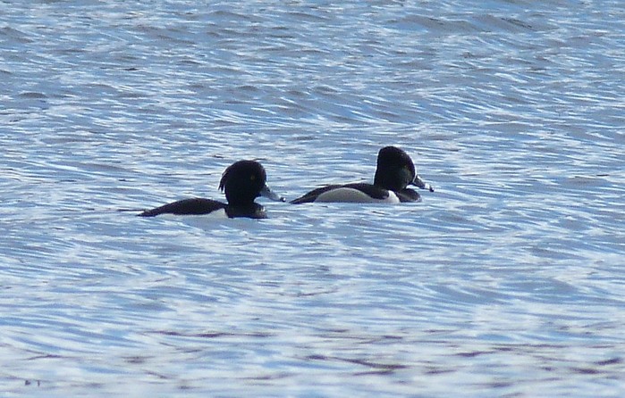 Ring-necked Duck