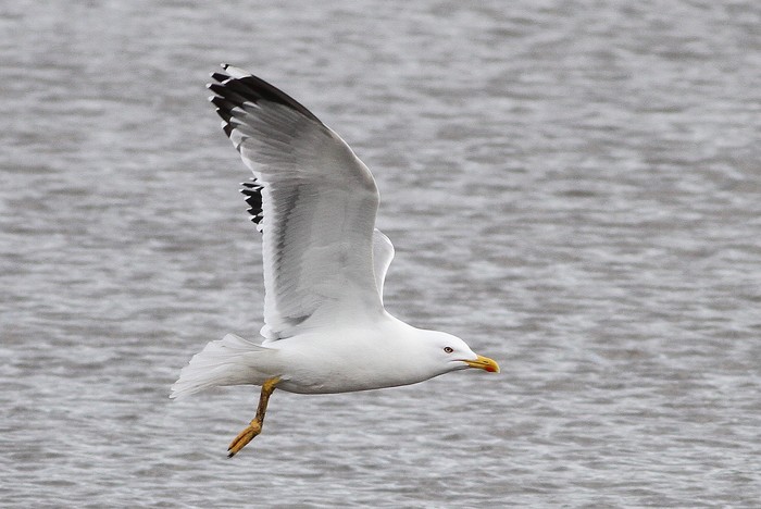 Yellow-legged Gull