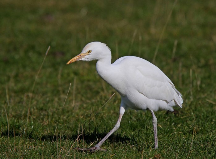 Cattle Egret
