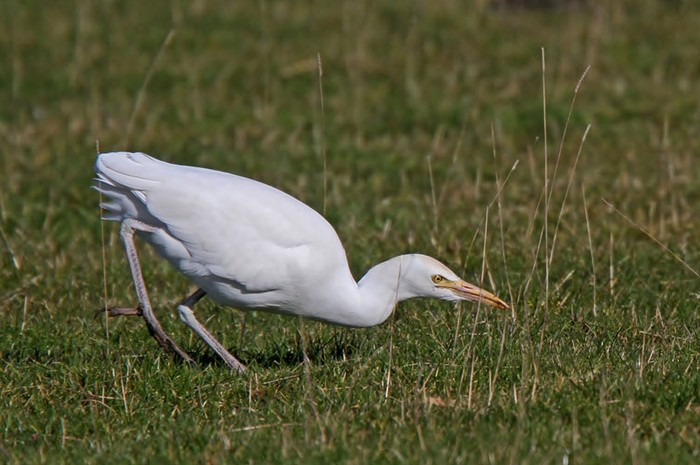 Cattle Egret