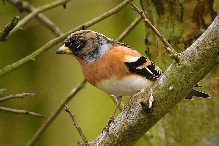 Brambling