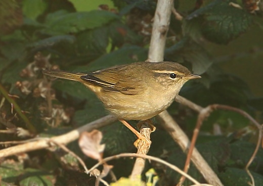 Radde's Warbler