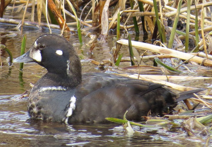 Harlequin Duck