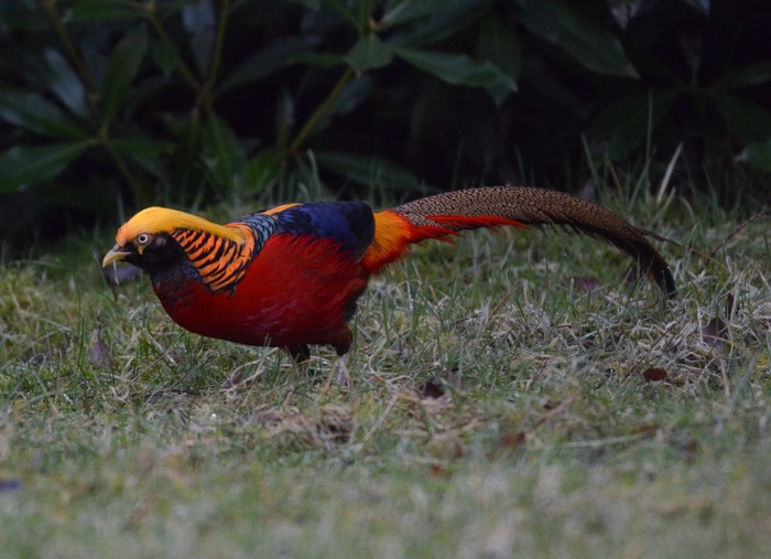 Golden Pheasant