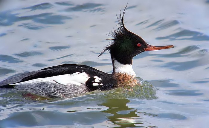 Red-breasted Merganser