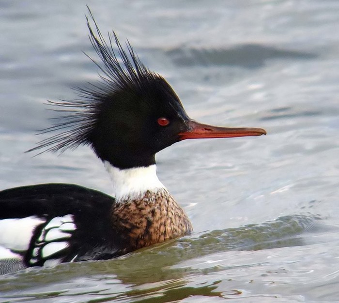 Red-breasted Merganser
