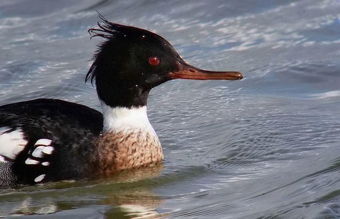 Red-breasted Merganser