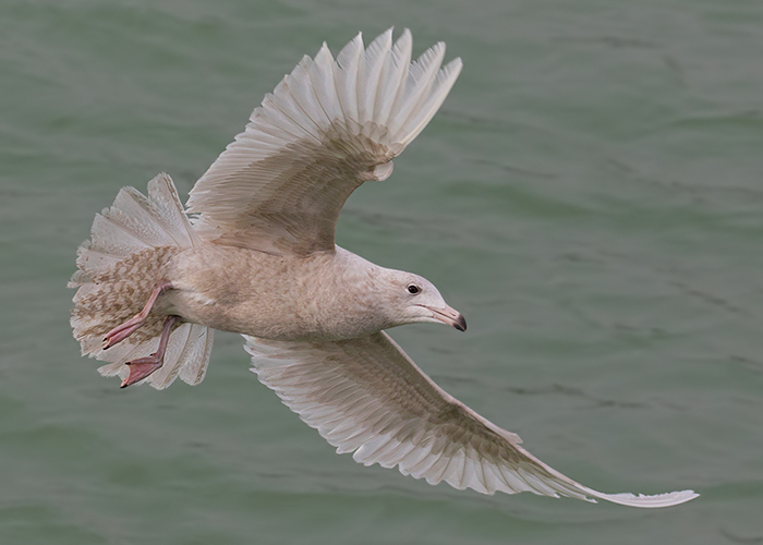 Glaucous Gull