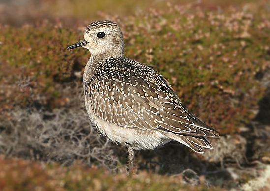American Golden Plover