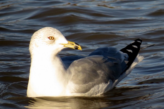 Ring-billed Gull