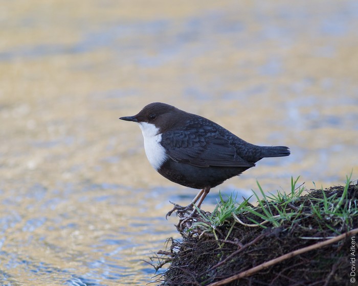 Black-bellied Dipper