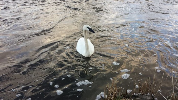 Trumpeter Swan