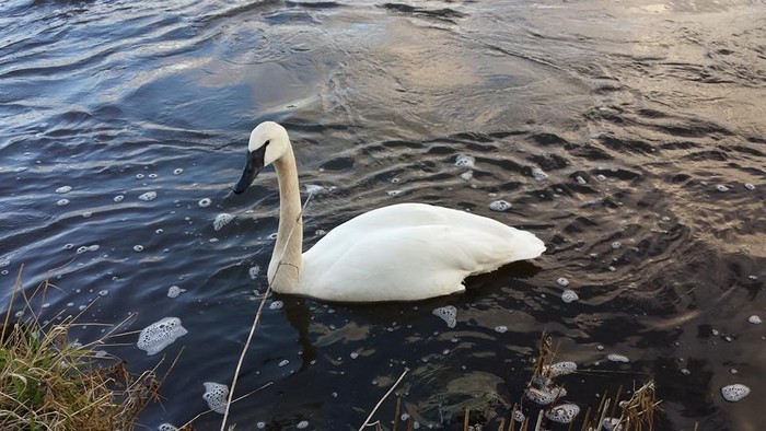 Trumpeter Swan