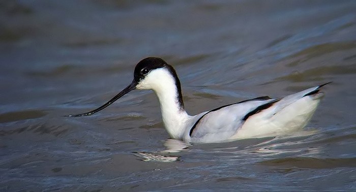 Avocet