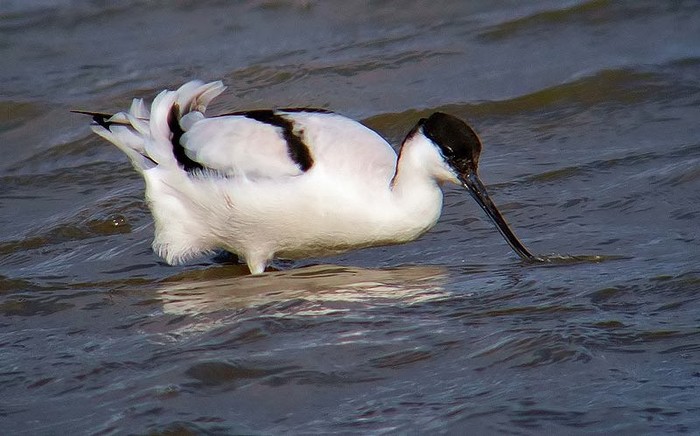 Avocet