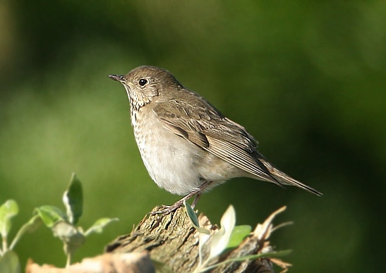 Grey-cheeked Thrush