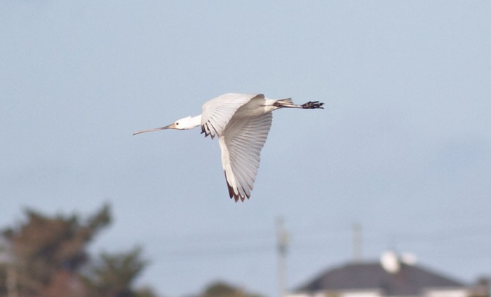 Spoonbill