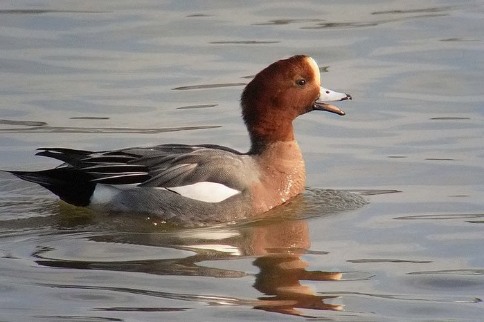Wigeon
