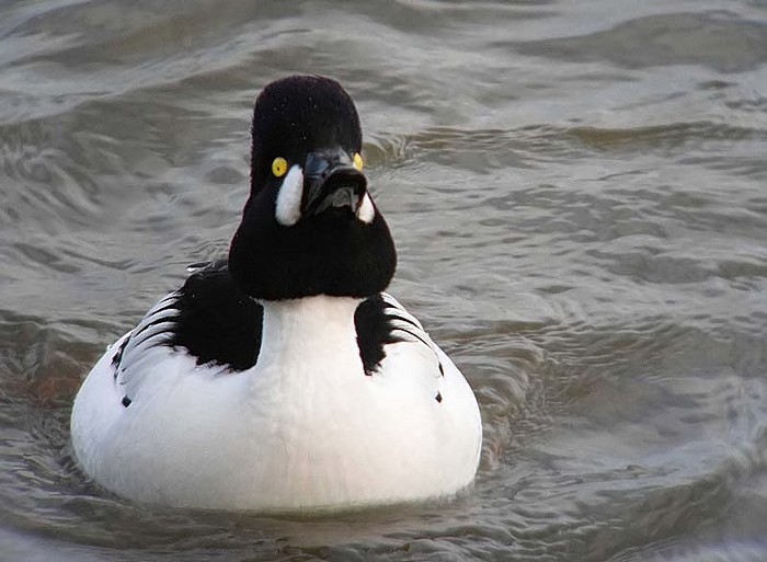 Goldeneye