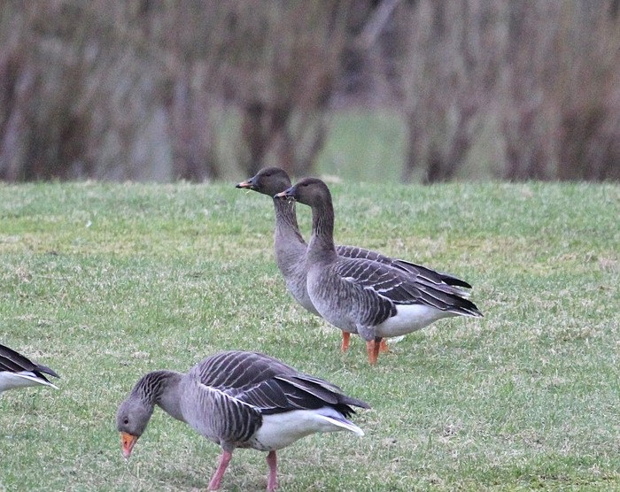 Tundra Bean Goose