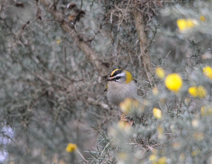 Firecrest