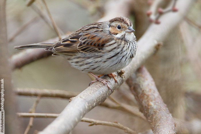 Little Bunting