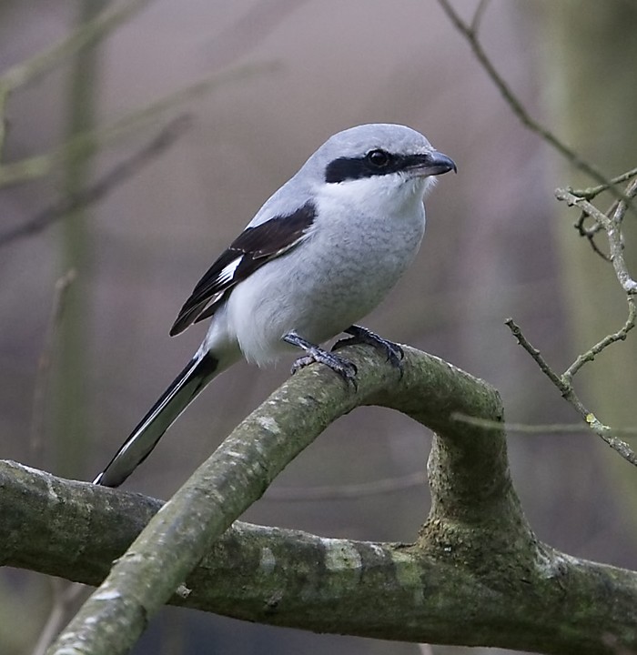Great Grey Shrike