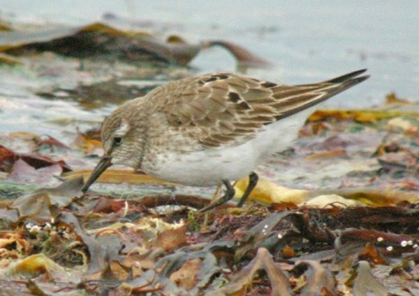 White-rumped Sandpiper