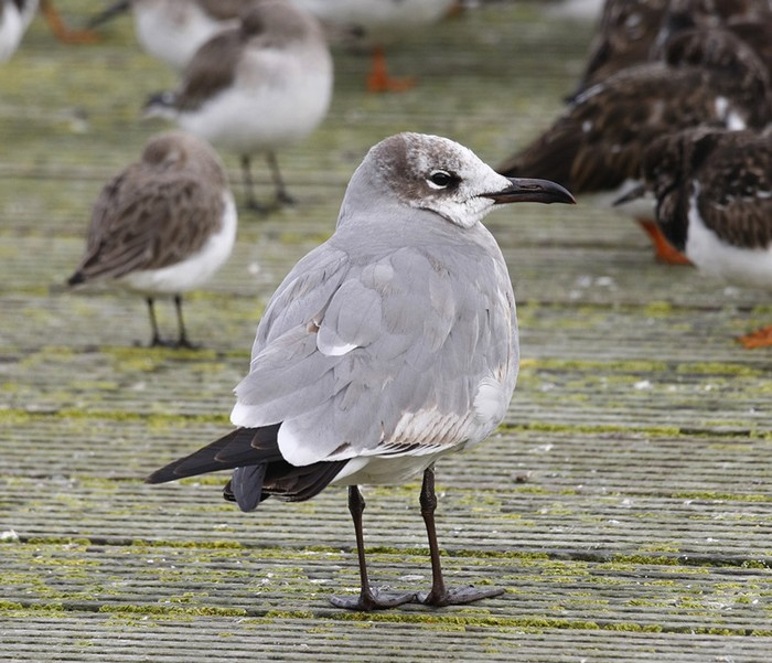 Laughing Gull