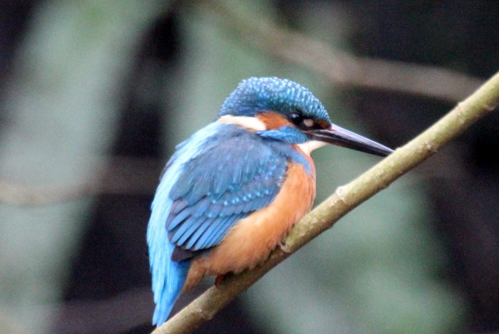 Kingfisher