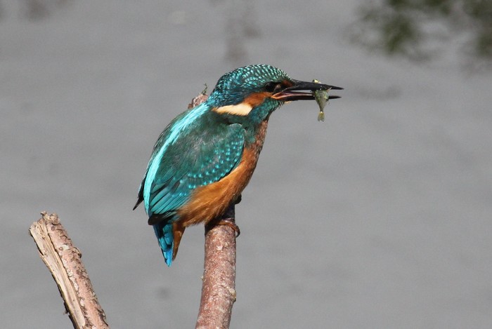 Kingfisher