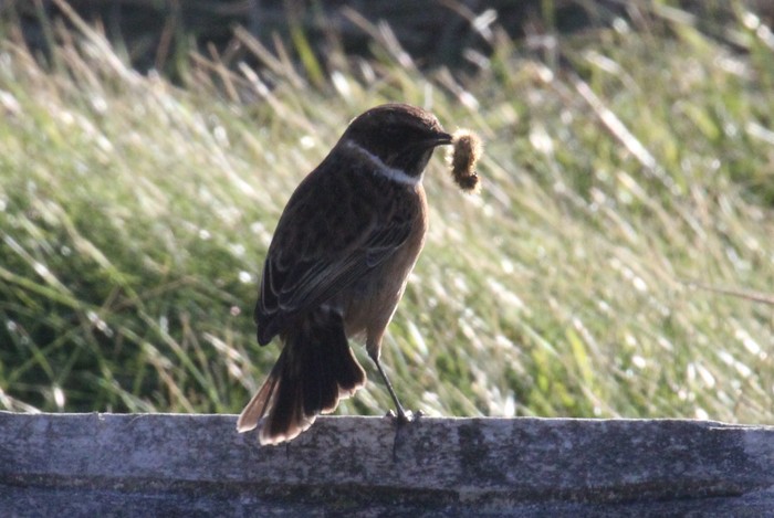 Stonechat