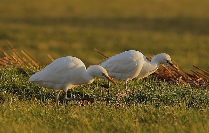 Cattle Egret